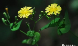 青青青草视频,探寻自然之美，感受生命活力